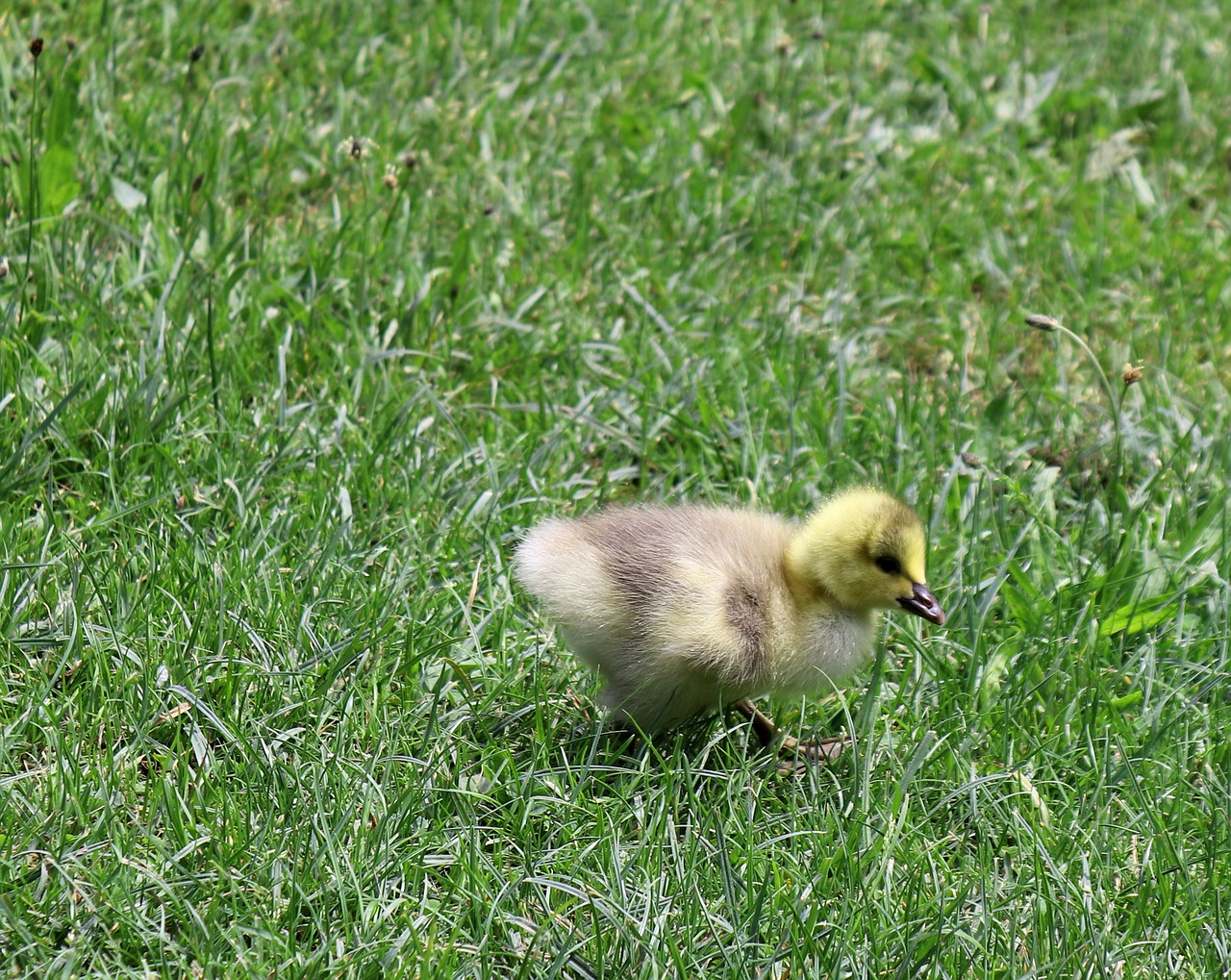 chicks  animal  nature free photo