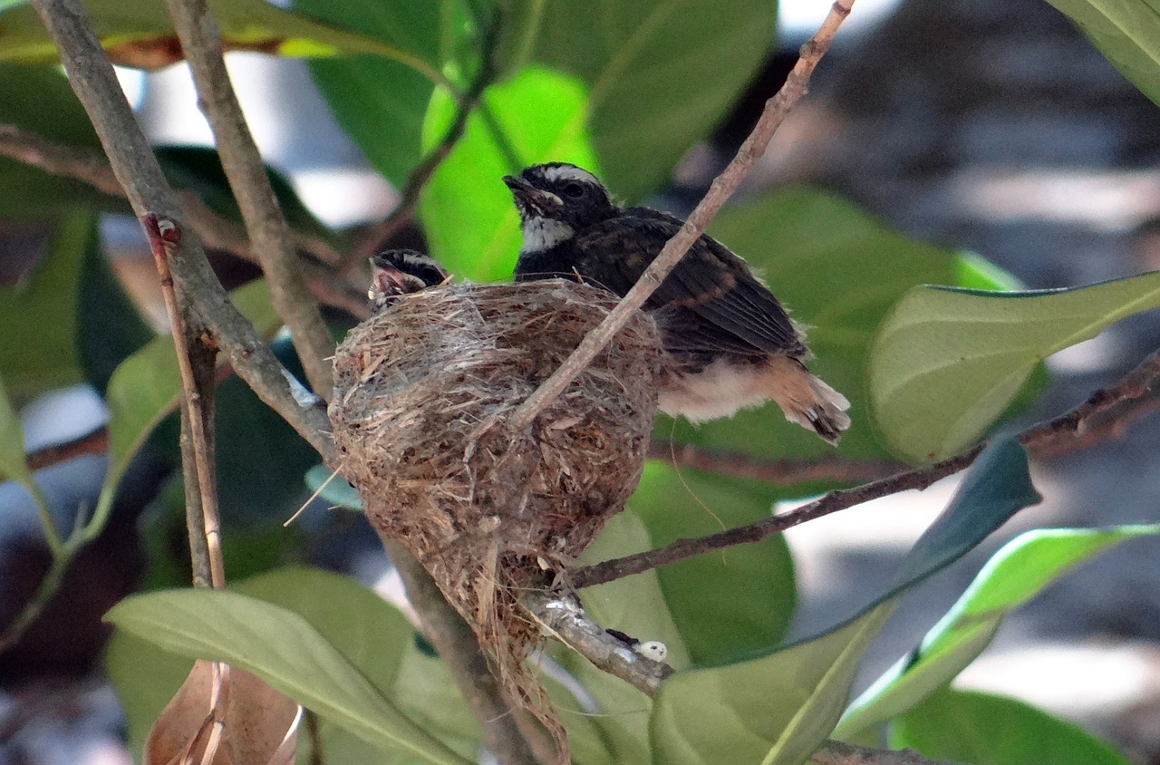 chicks fledglings white-throated fantail free photo