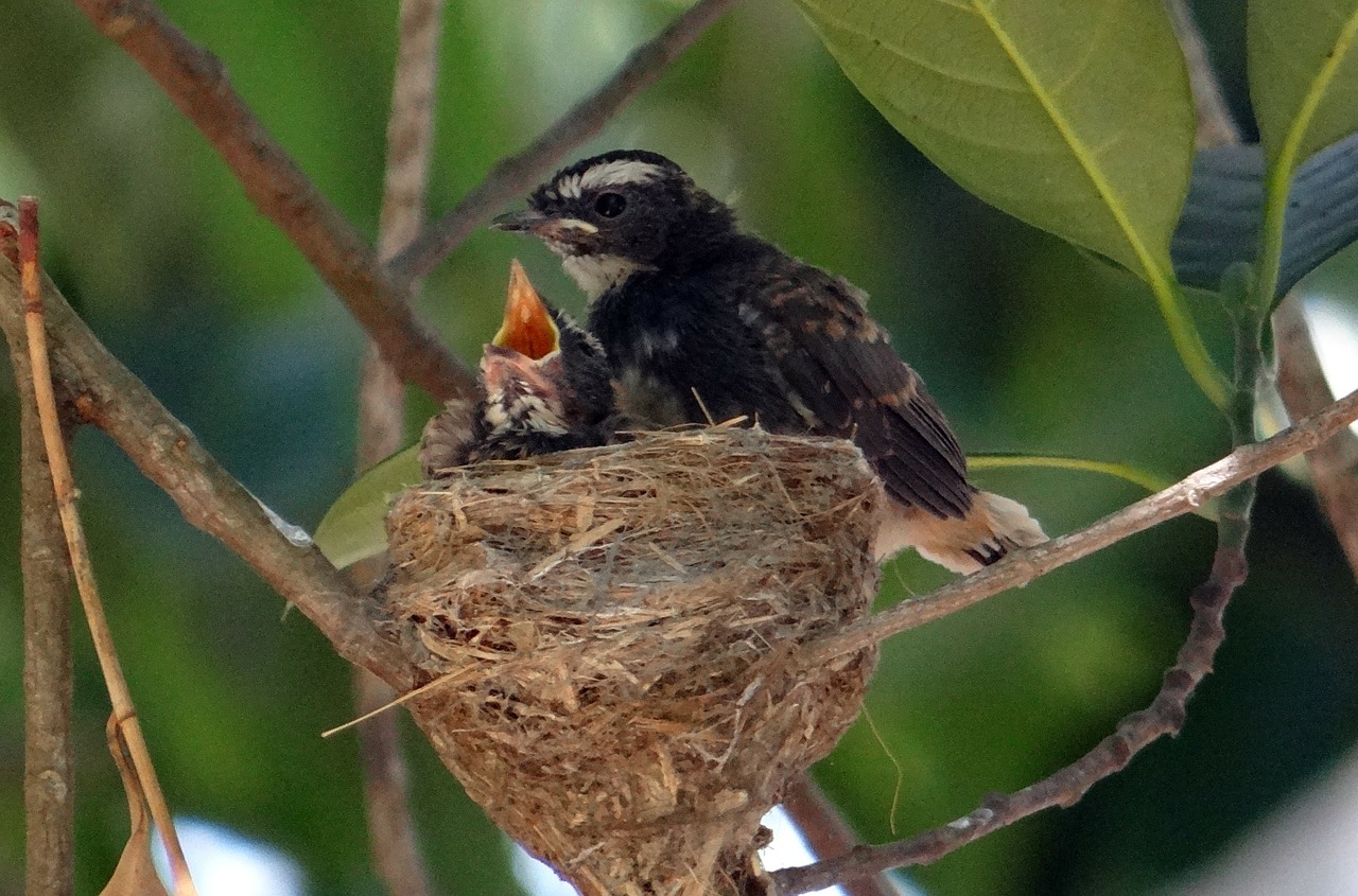 chicks fledglings white-throated fantail free photo