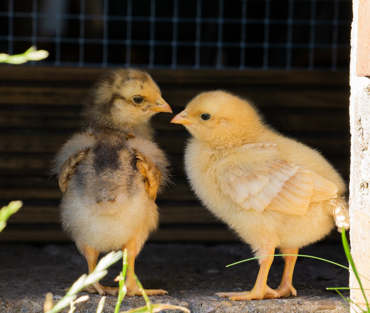 chicks  small  yellow free photo