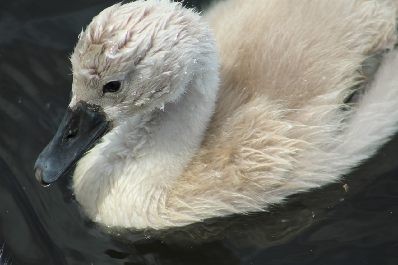 chicks  swan  region of lake murten free photo