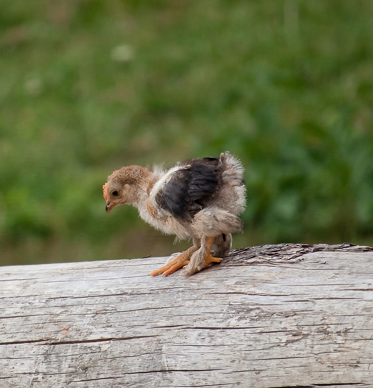 chicks  chicken  bird free photo