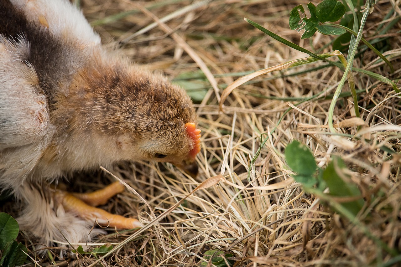 chicks  chicken  bird free photo