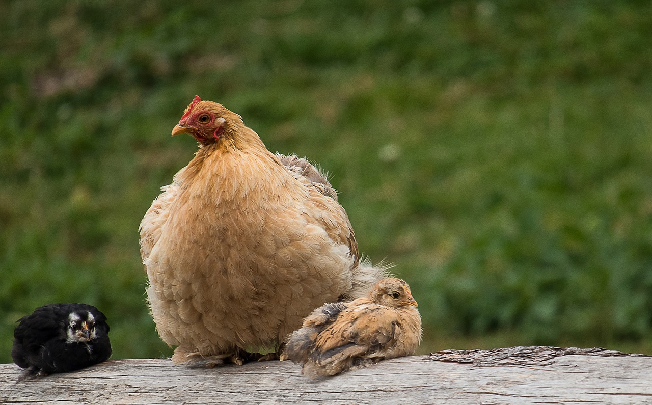 chicks  chicken  hen free photo