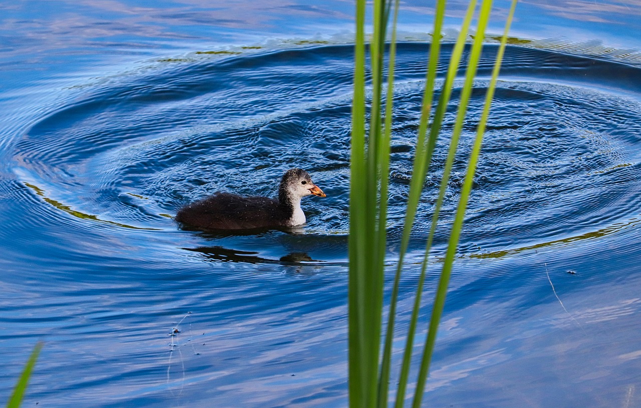 chicks  water  bird free photo