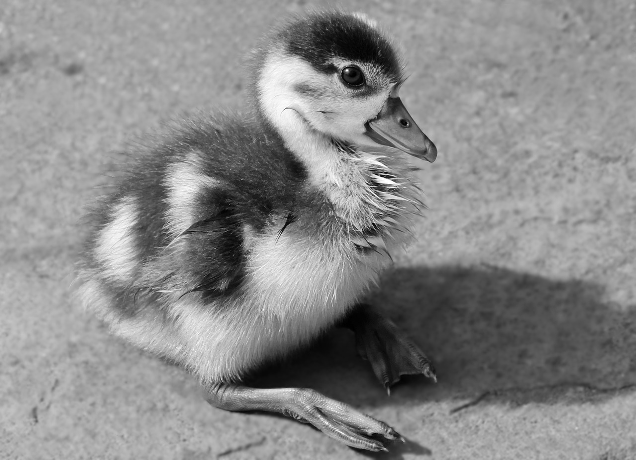 chicks  goslings  goose free photo