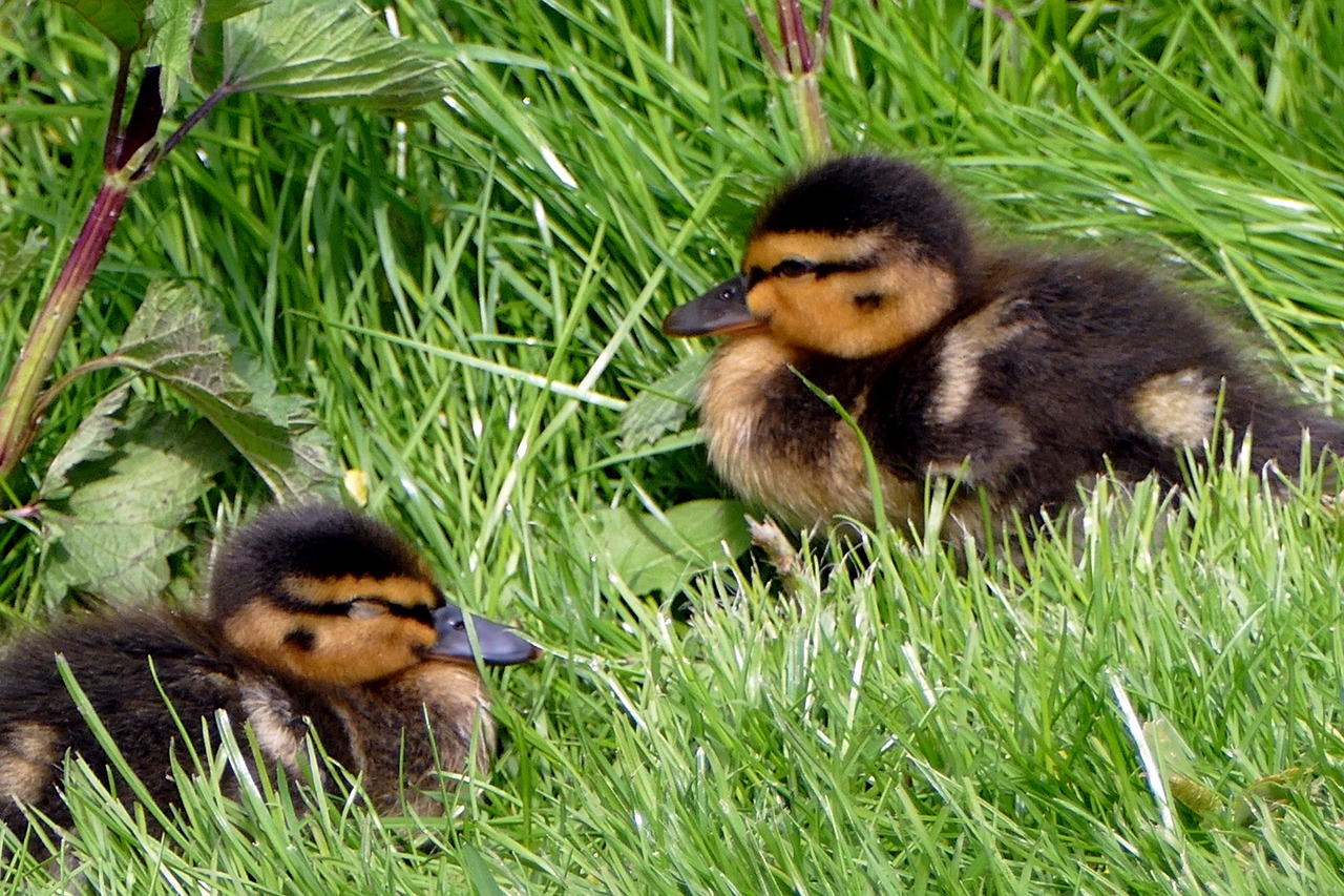 chicks  ducks  cute free photo