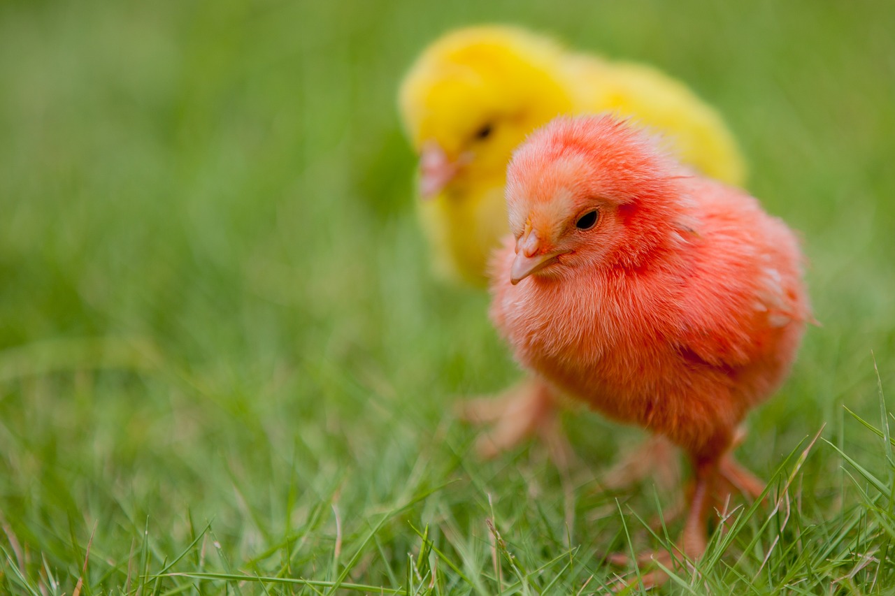 chicks  colorful  nature free photo