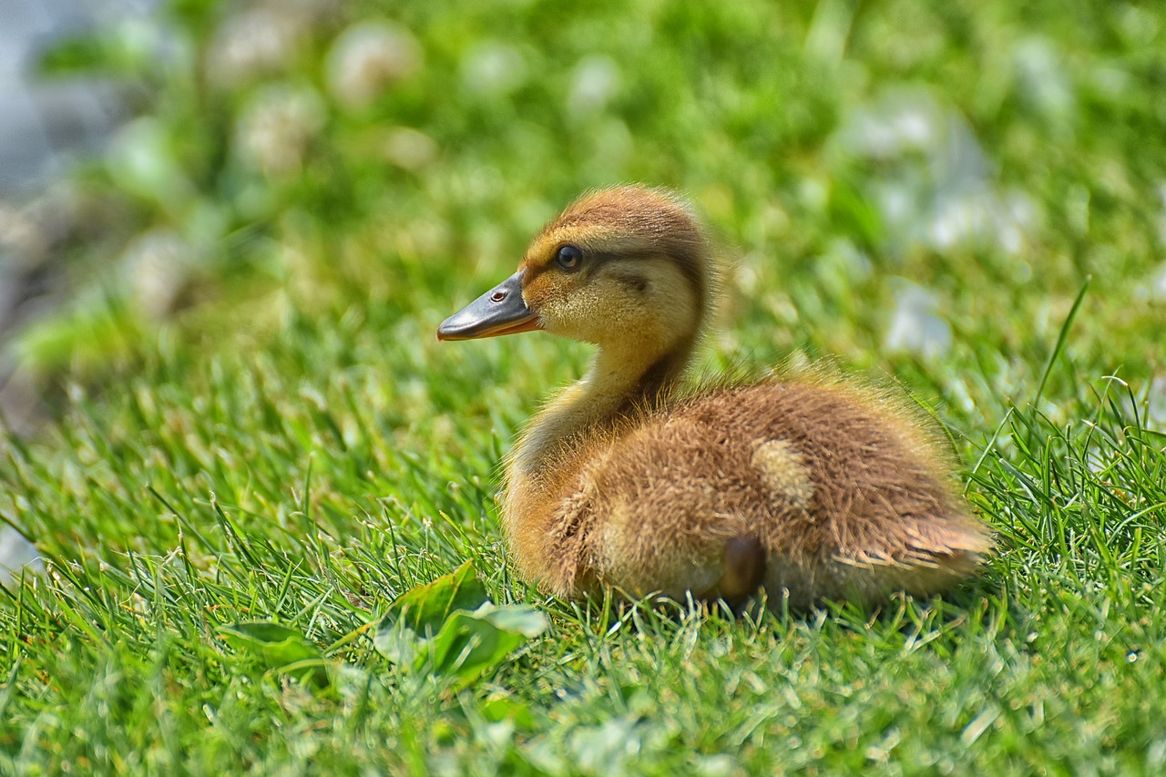 chicks  ducklings  mallard free photo