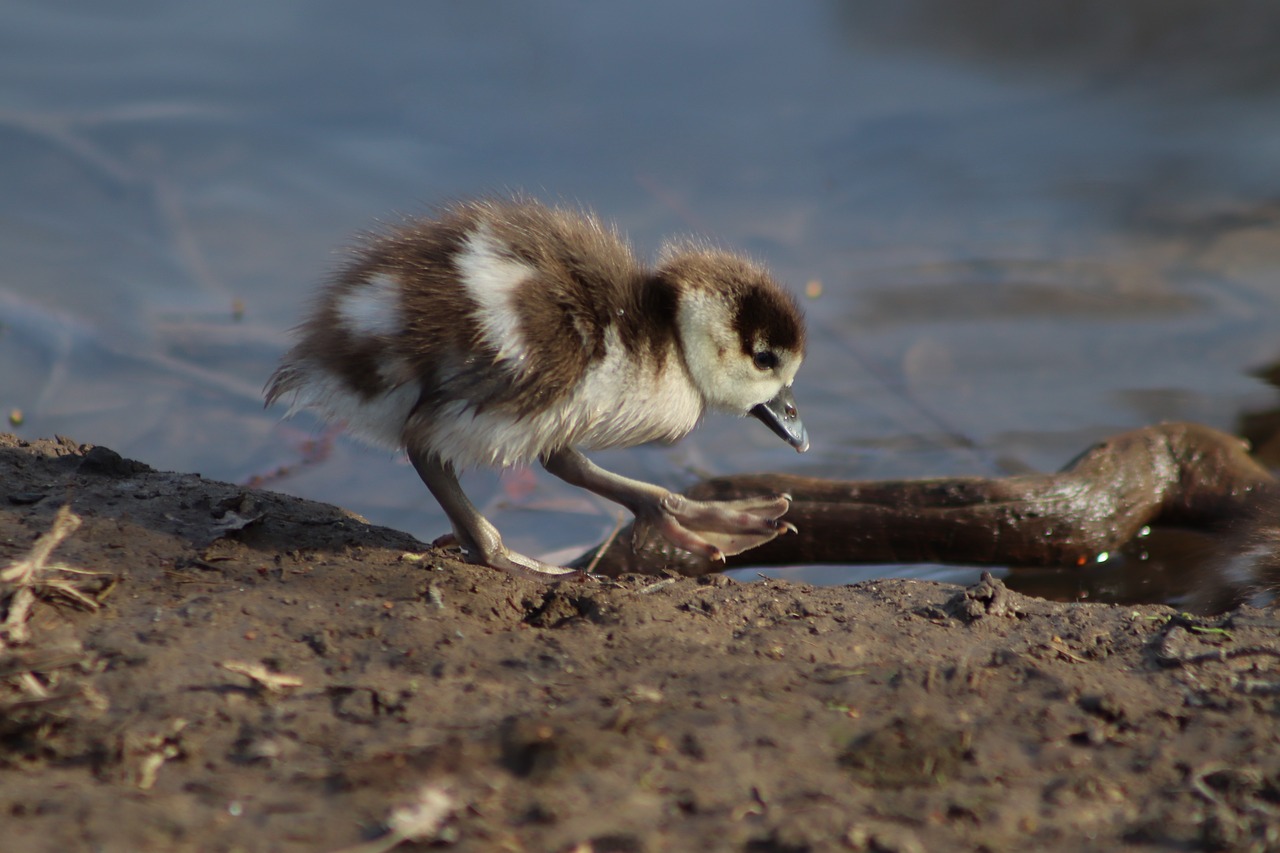 chicks  goslings  nilgans free photo