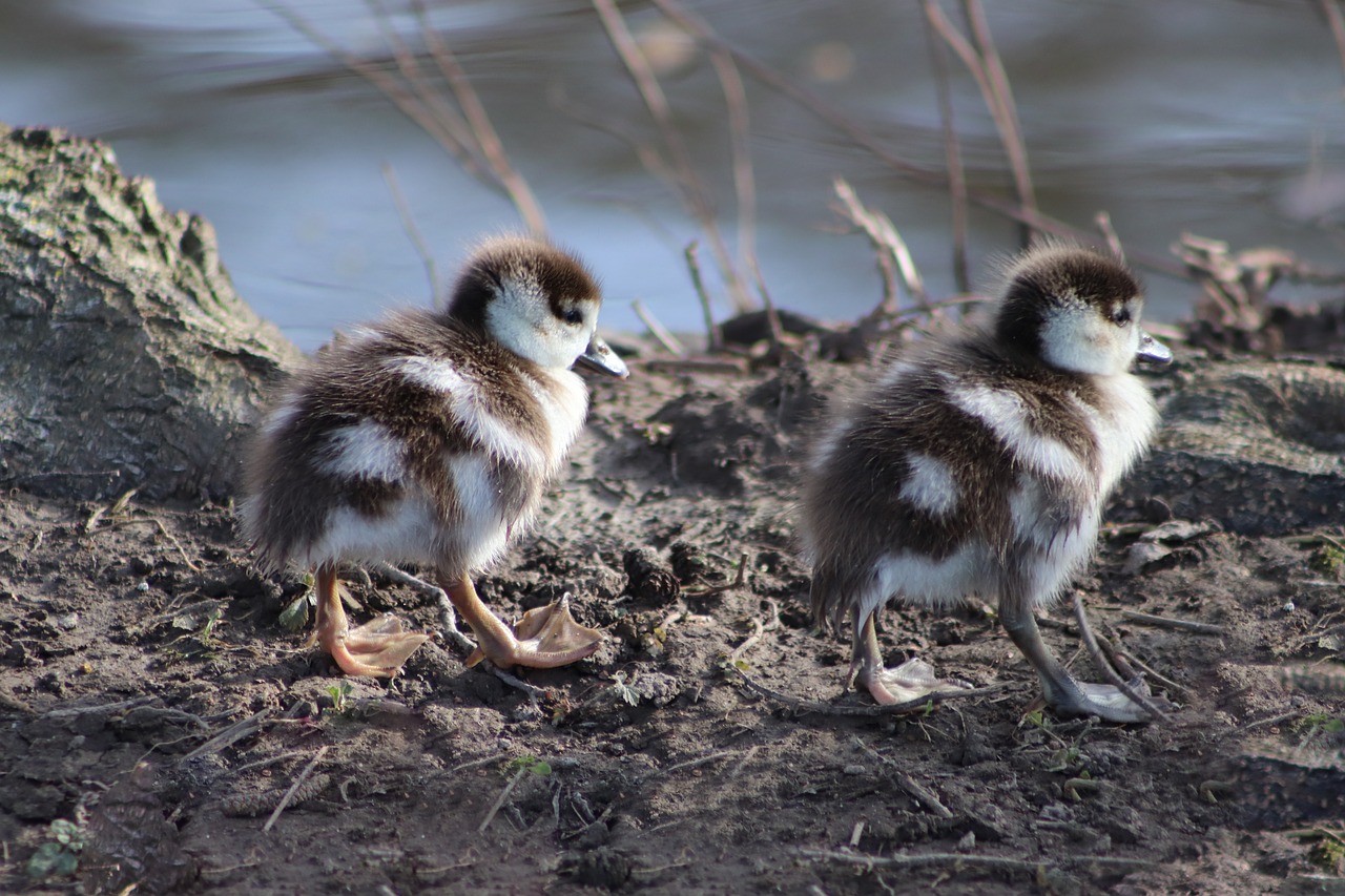 chicks  goslings  nilgans free photo