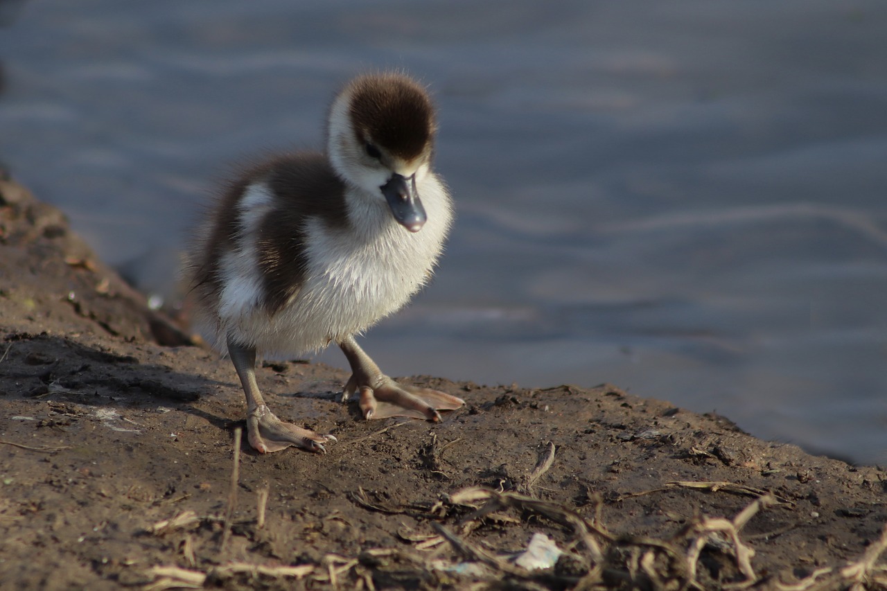 chicks  goslings  young free photo