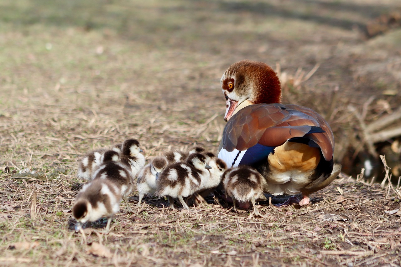 chicks  goslings  young free photo