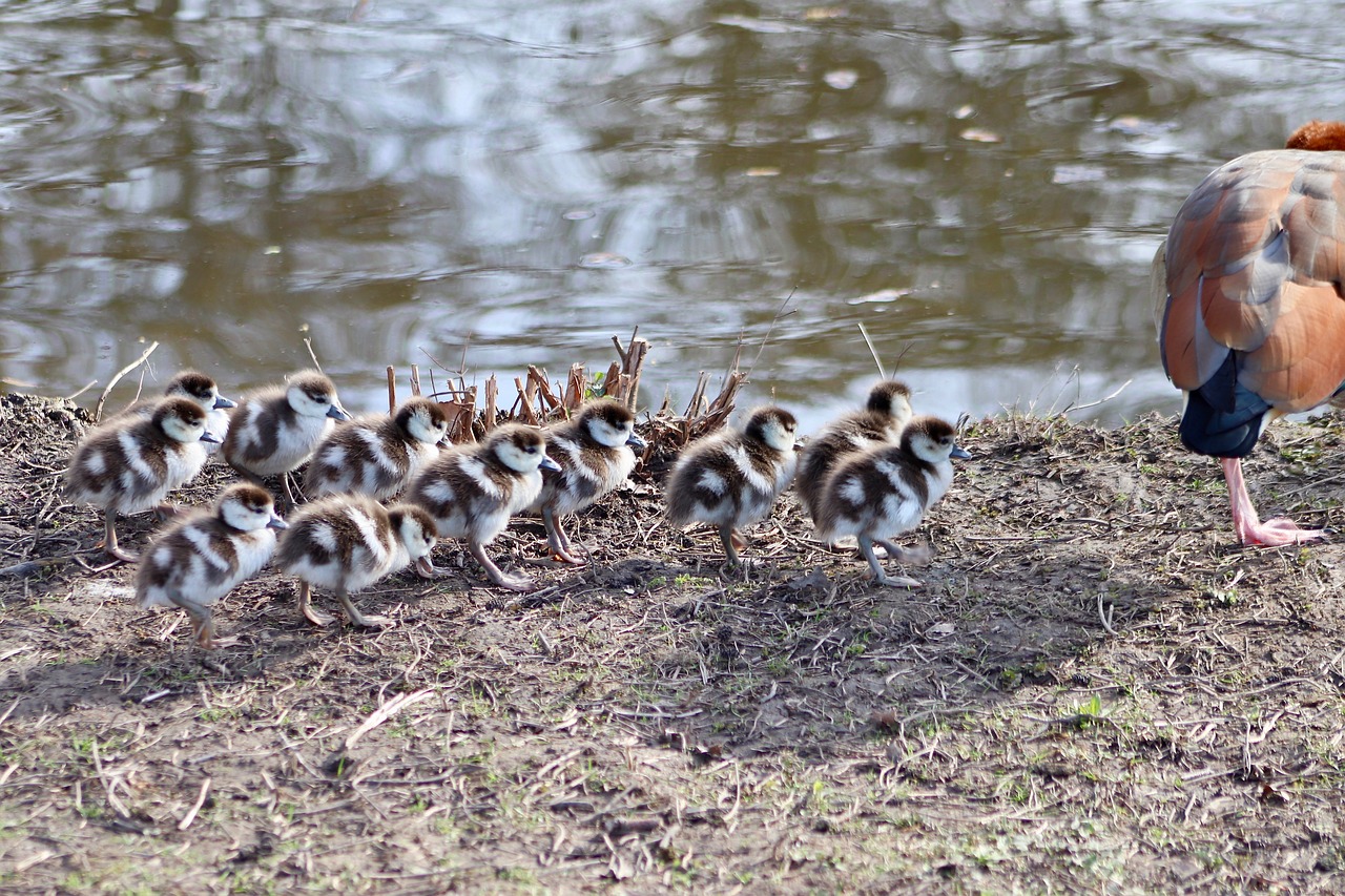 chicks  goslings  single file free photo