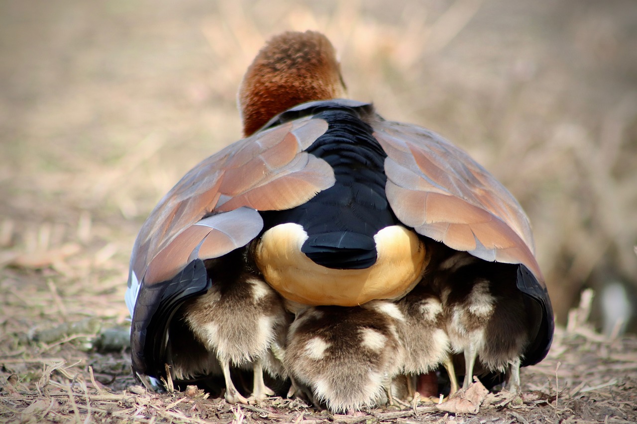 chicks  goslings  young free photo