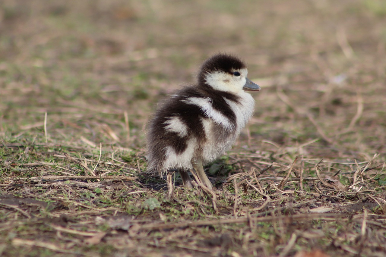 chicks  goslings  nilgans free photo