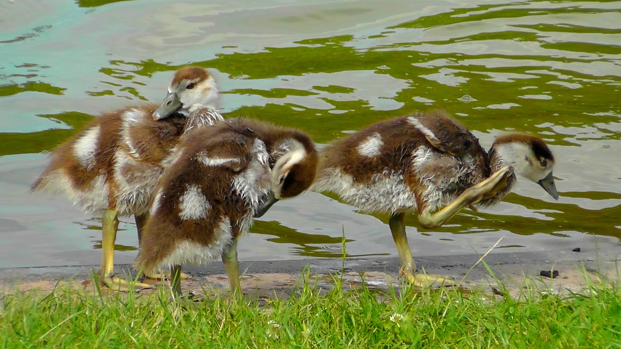 chicks egyptian goose chick sweet free photo