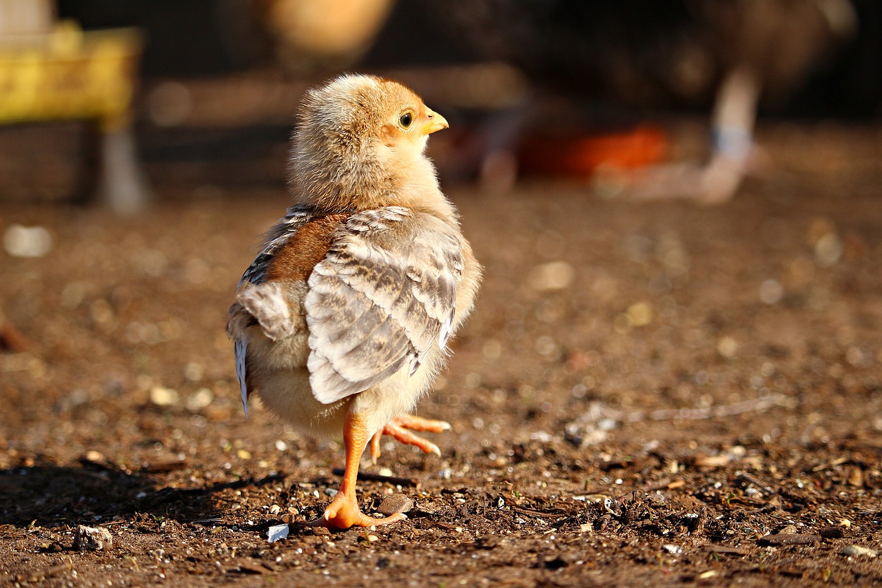 chicks  chicken  bird free photo