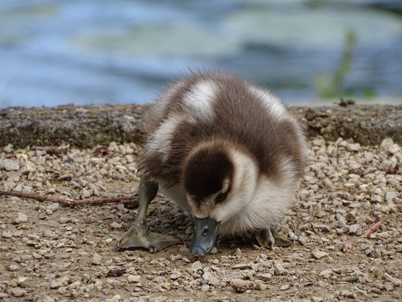 chicks  nature  close up free photo