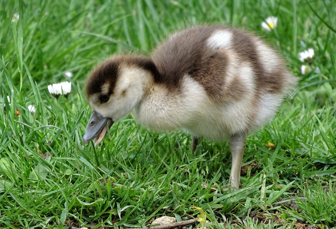 chicks  close up  macro free photo