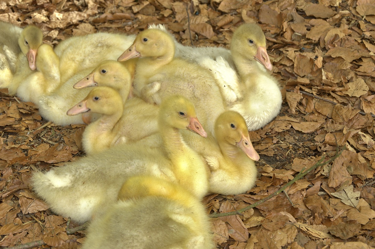 chicks  goslings  geese free photo