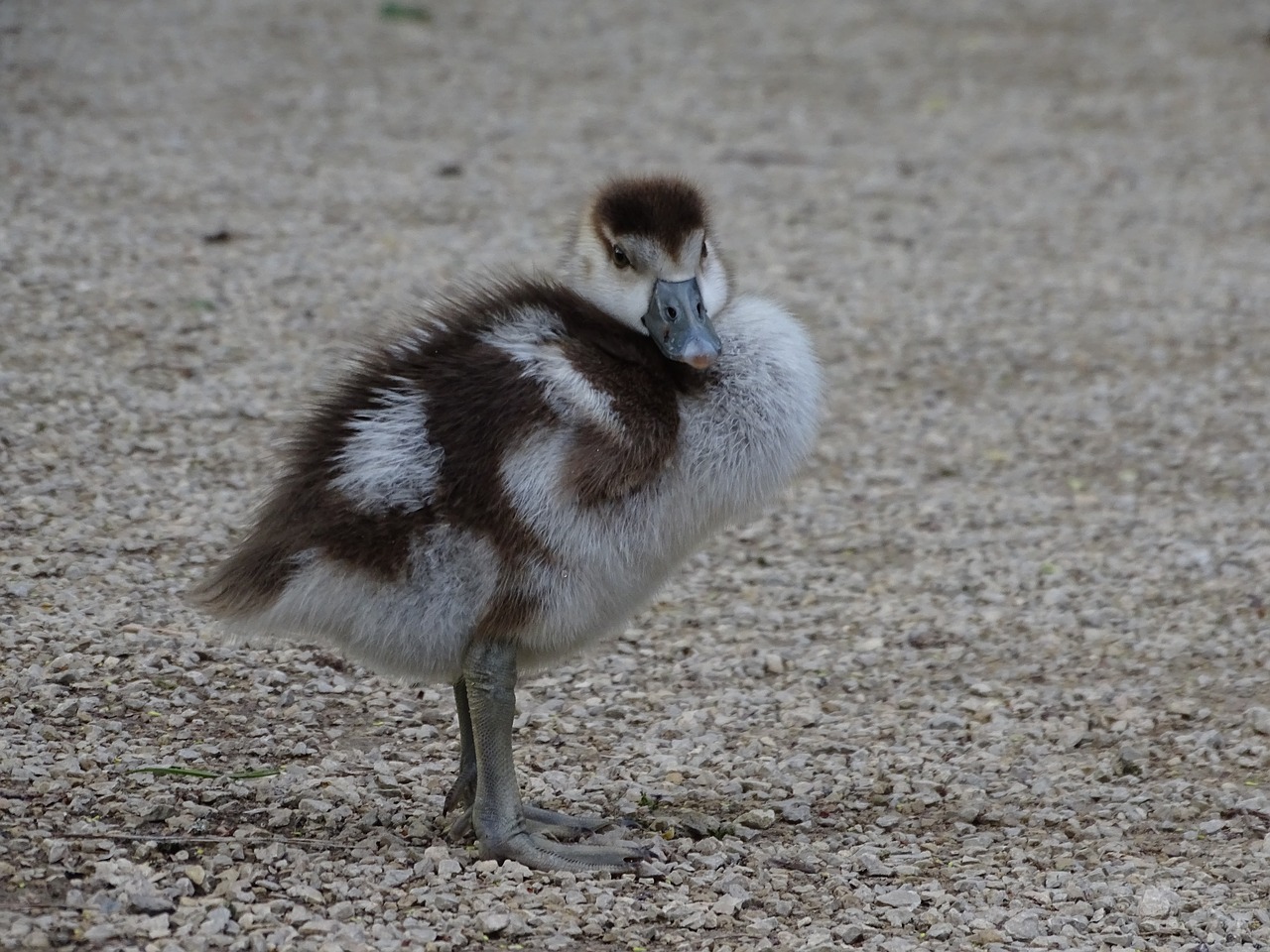 chicks  close up  nature free photo