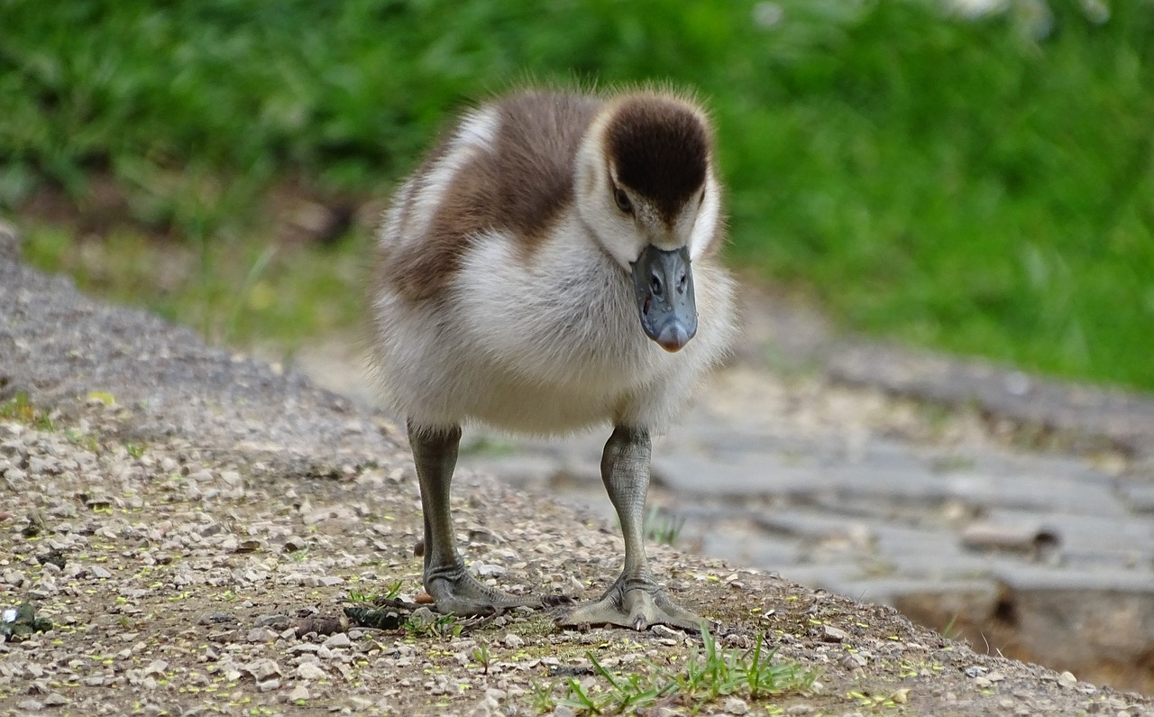 chicks  geese  bird free photo