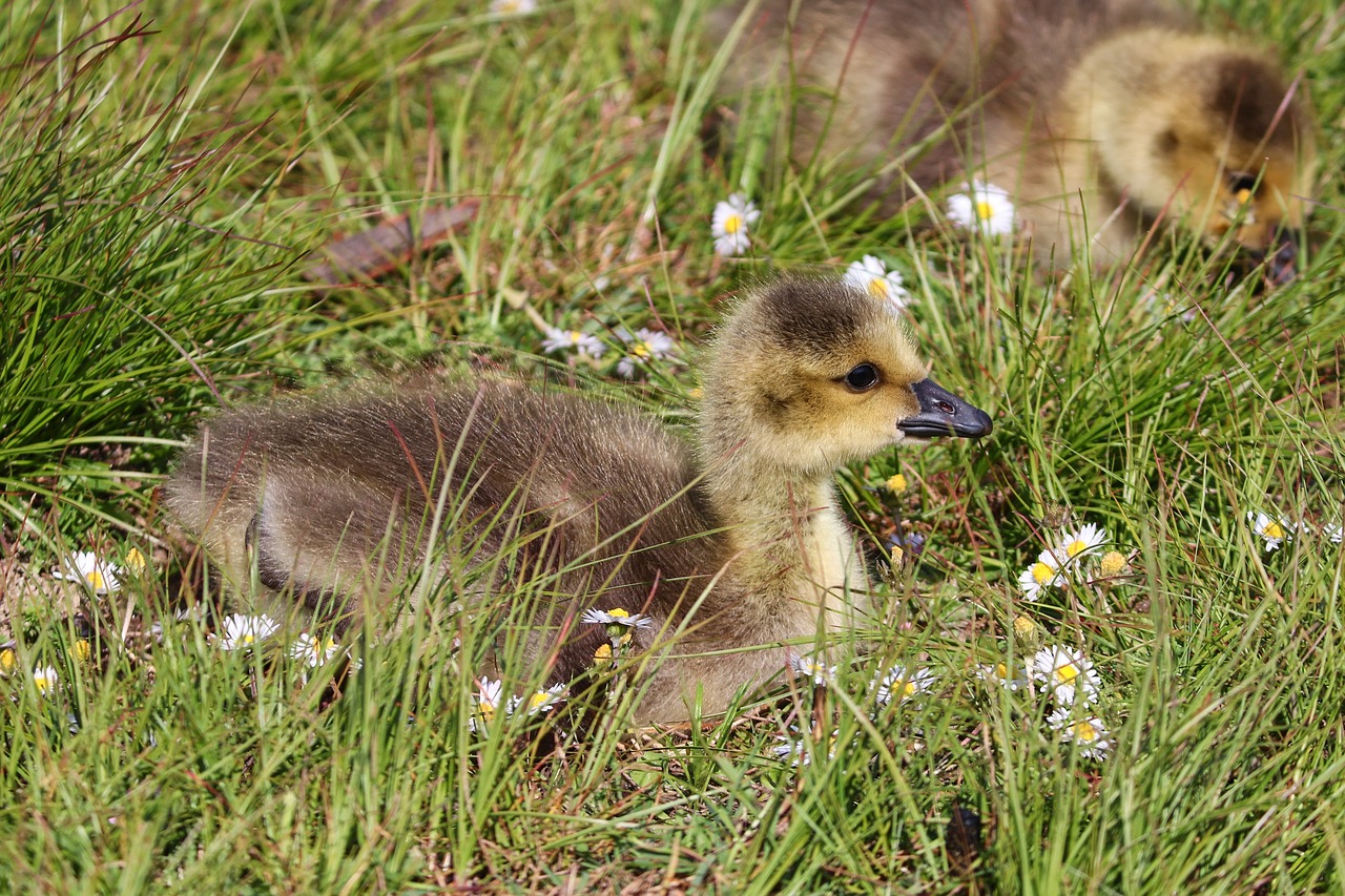 chicks  boy  young birds free photo