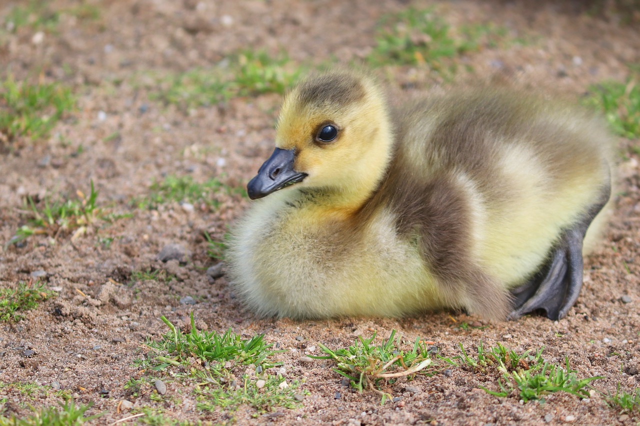 chicks  young  young birds free photo