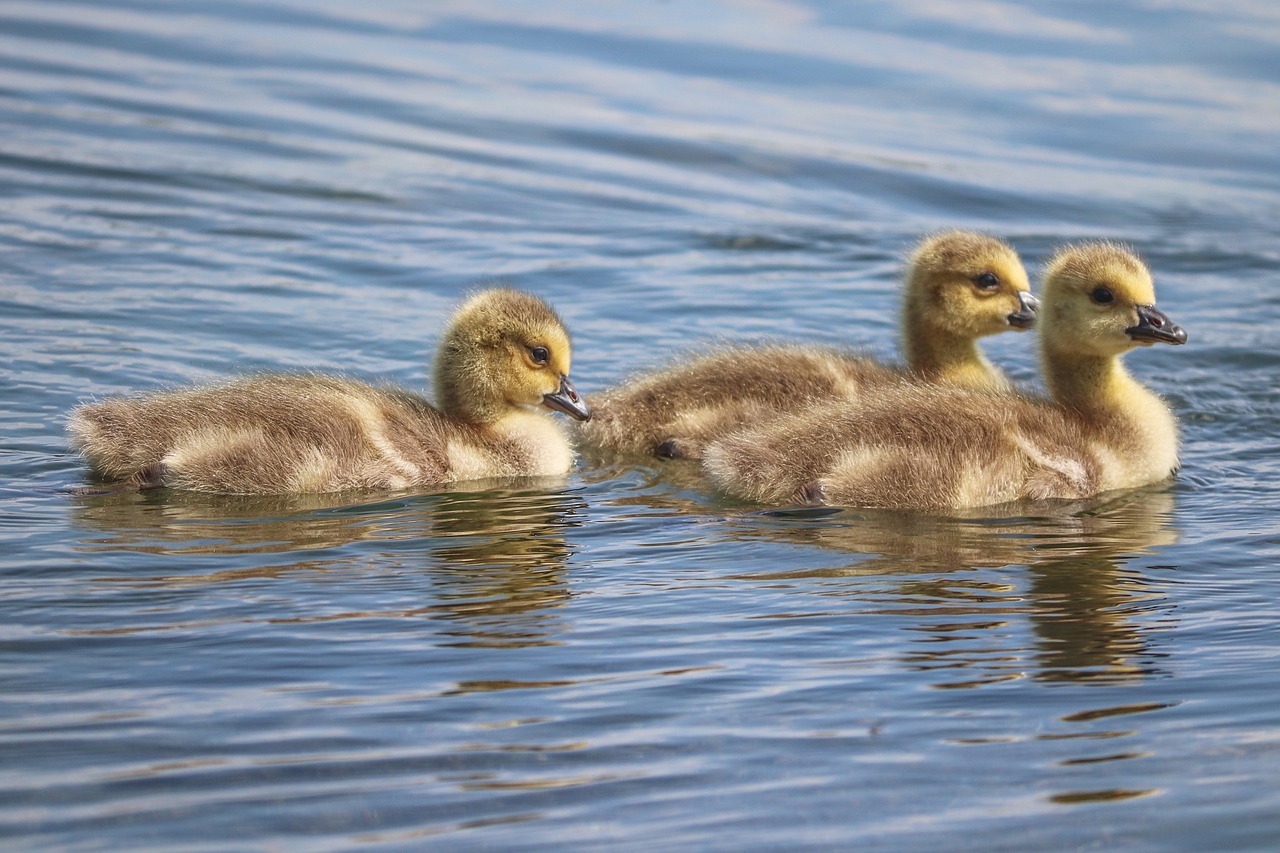 chicks  boy  young birds free photo