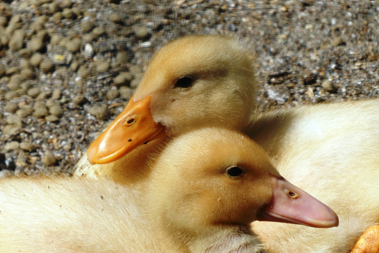 chicks  young ducks  yellow free photo