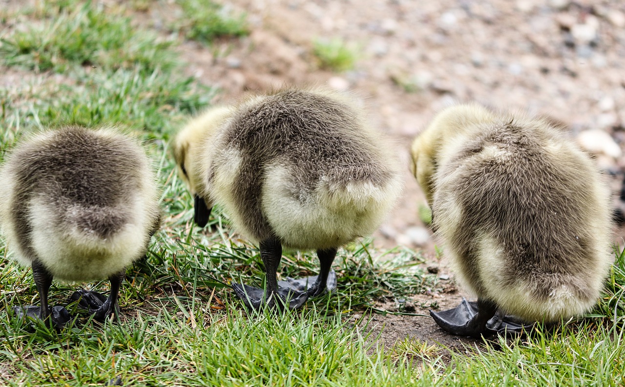 chicks  boy  young birds free photo