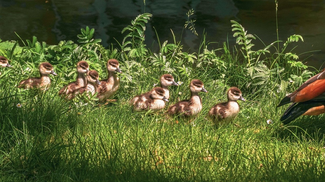 chicks  nilgans  goslings free photo