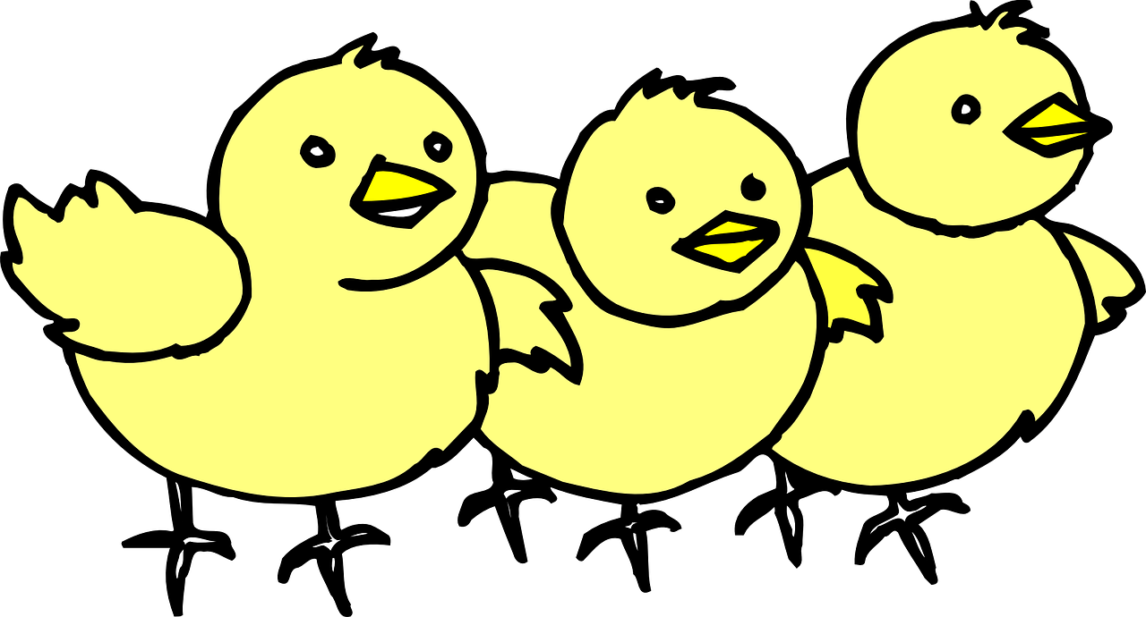 chicks baby yellow free photo