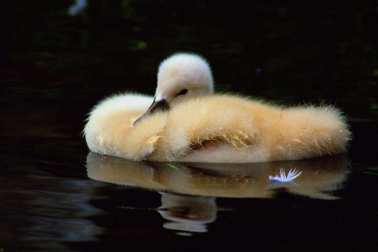 chicks duck water free photo