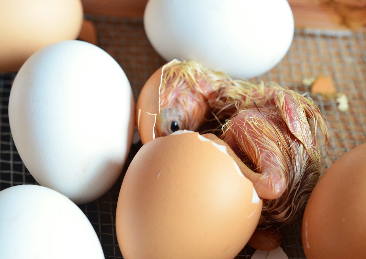 chicks hatch egg free photo