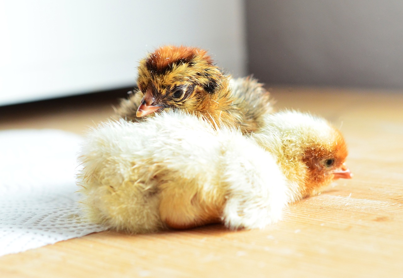 chicks hatched cute free photo