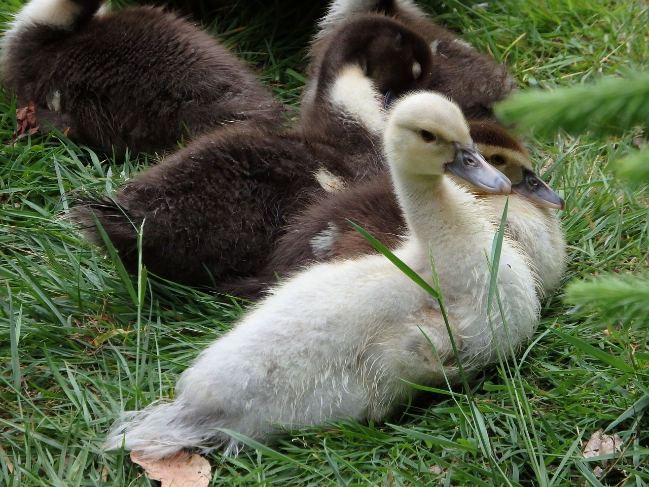 chicks duck ducks free photo