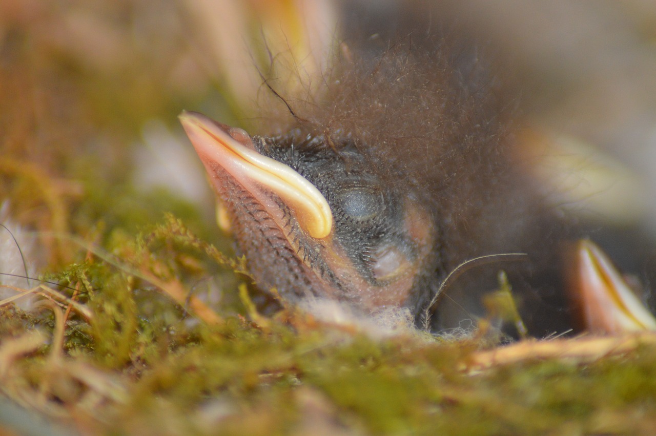 chicks black redstart bird free photo