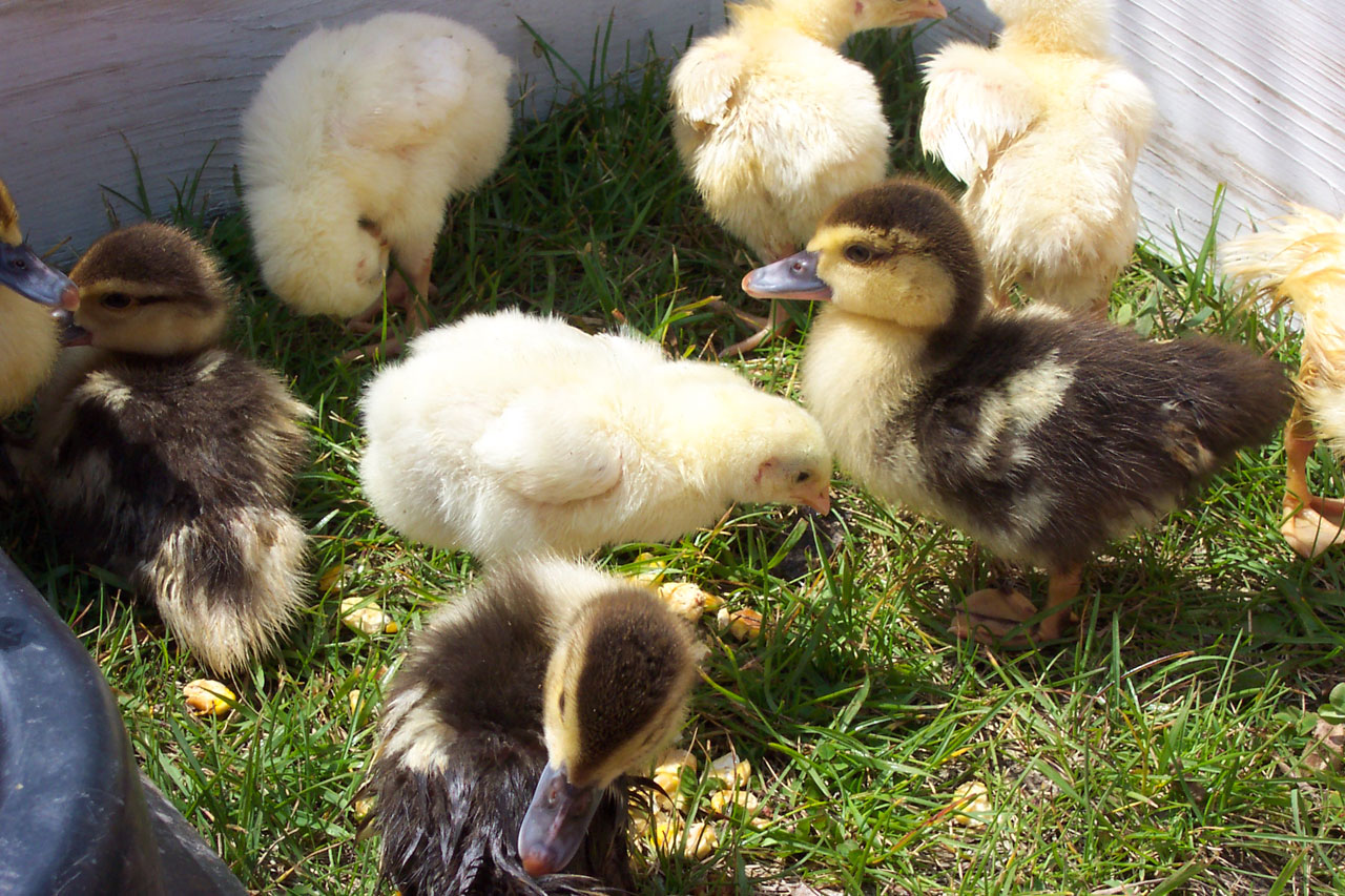 farm chicks ducklings free photo