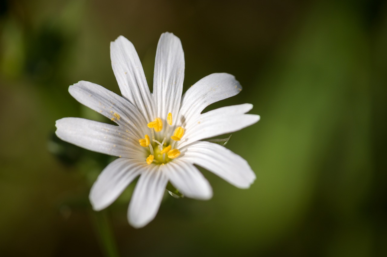 chickweed blossom bloom free photo
