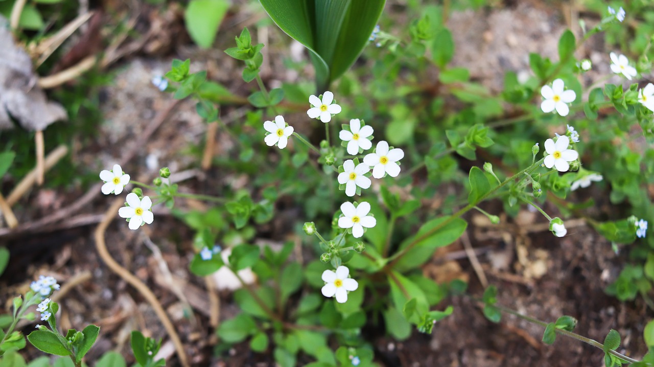 chickweed  wildflower  korea free photo