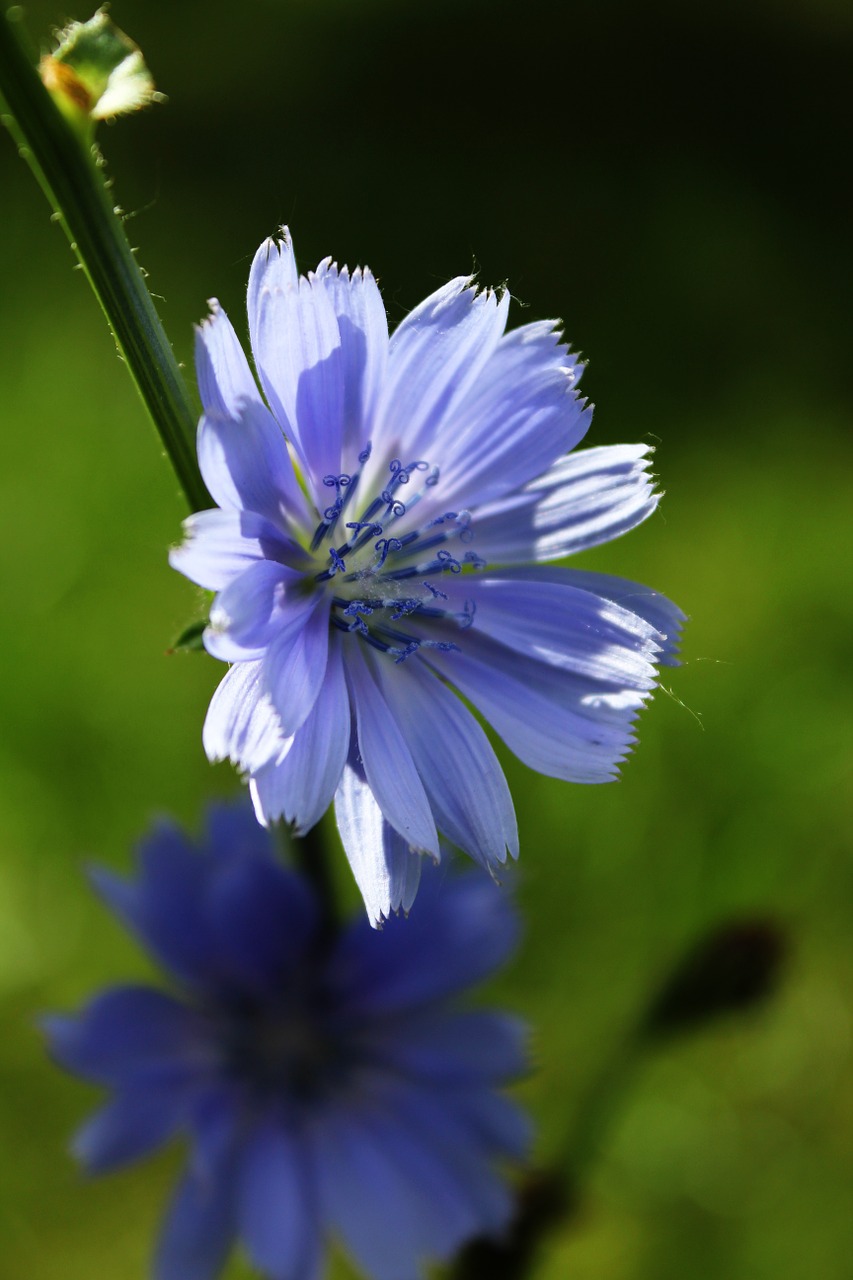 chicory flower purple flower free photo