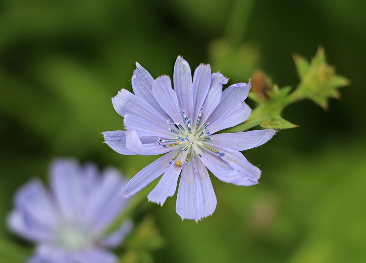 chicory blue flower free photo