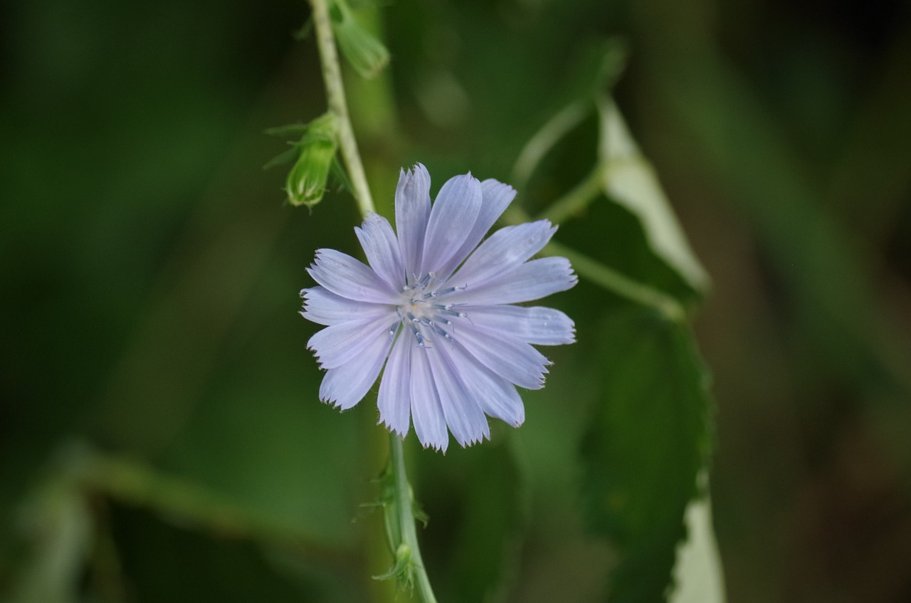 chicory meadow flowers plant free photo