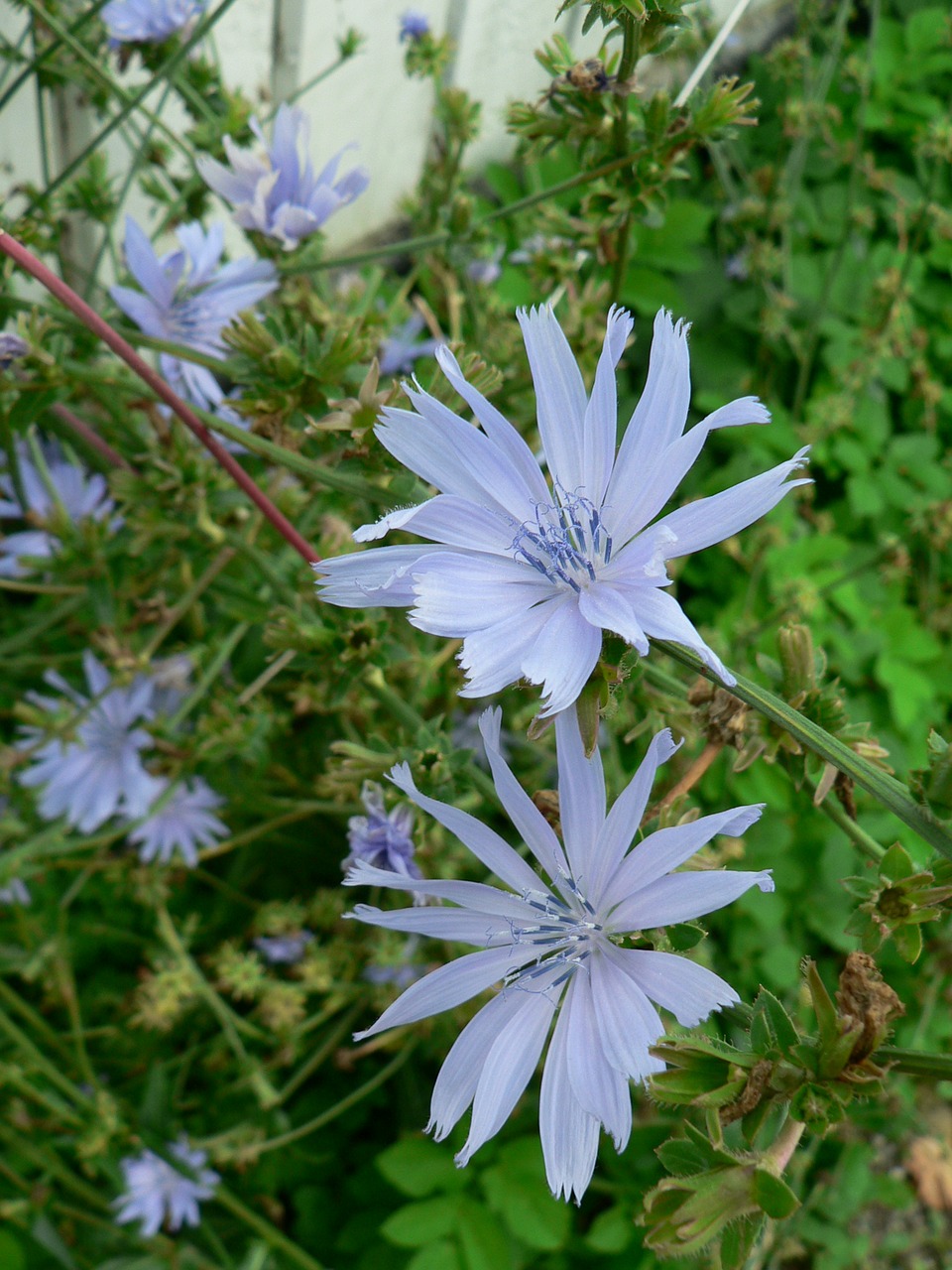 chicory vägvårda sky blue free photo