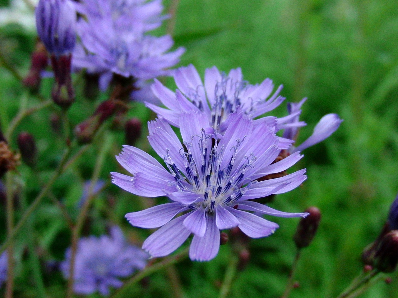 chicory cichorium blue flowers free photo