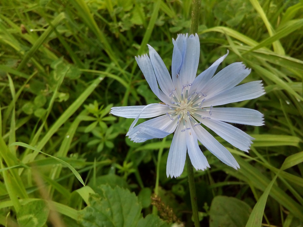 chicory meadow grass flower free photo