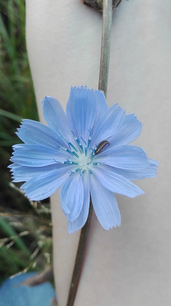 chicory plants flowers free photo