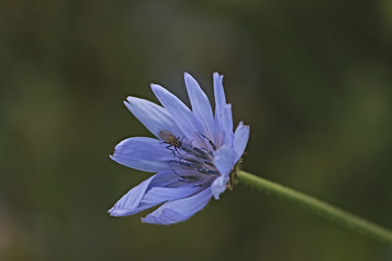 chicory flower insect free photo